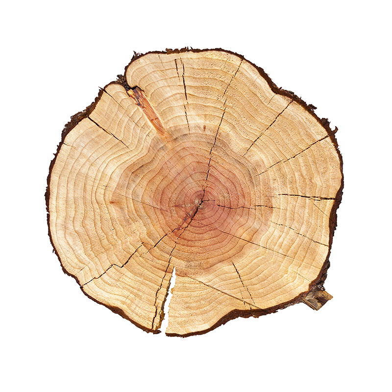 Tree growth rings